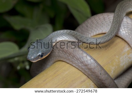 Close-up shot of a Black-headed Cat Snake