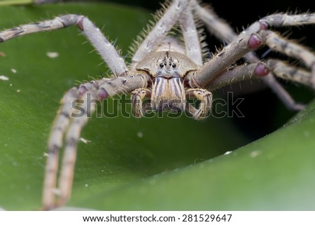 Frontal eye level shot of a huntsman spider