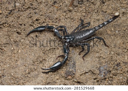 Macro image of a Giant Forest Scorpion