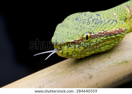 Close-up image of a Wagler's Pit viper with forked tongue sticking out.