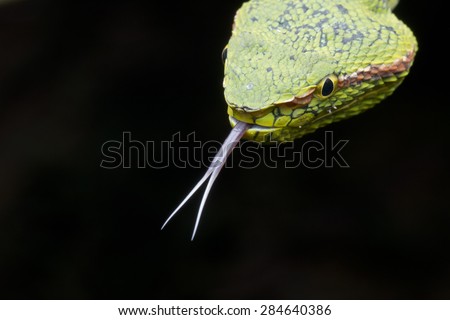 Close-up image of a Wagler\'s Pit viper with forked tongue sticking out.