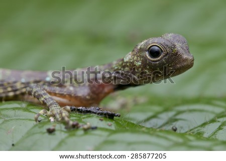 Macro profile image of a cute little flying lizard, Draco sp.