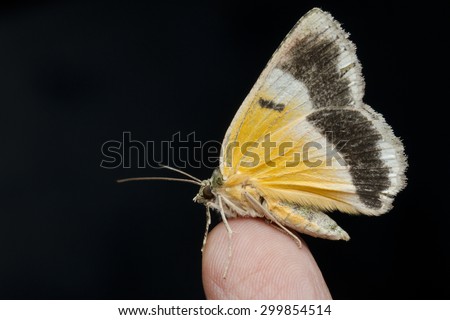 Colorful moth on finger tip