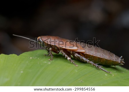 Side view eye level shot of a jungle cockroach on green leaf