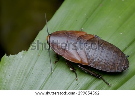 Top view eye level shot of a jungle cockroach on green leaf