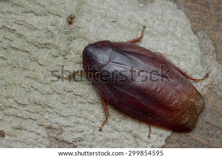 Top view  shot of a jungle cockroach on tree trunk