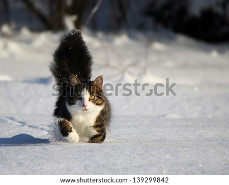 Fluffy cat running on the snow field