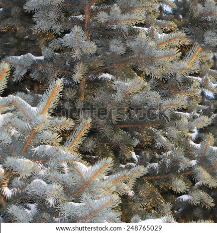 Silver Fir (Abies alba) snowy branches