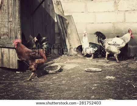 Cock, duck and hens in farm yard background. Vintage effect style.
