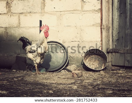Cock, duck and hens in farm yard background. Vintage effect style.
