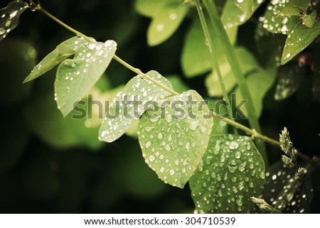 Green leafs with dew drops