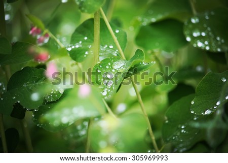 Green leaves with dew drops.