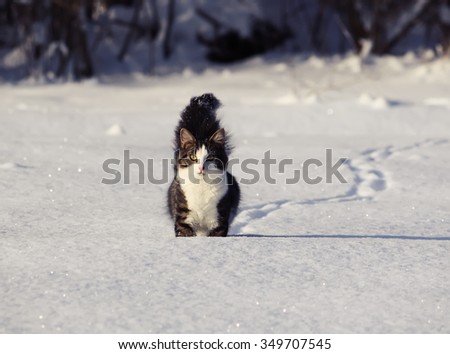 Fluffy cat running on the snow