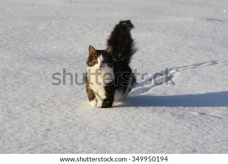 Cat with fluffy tail running on the snow.