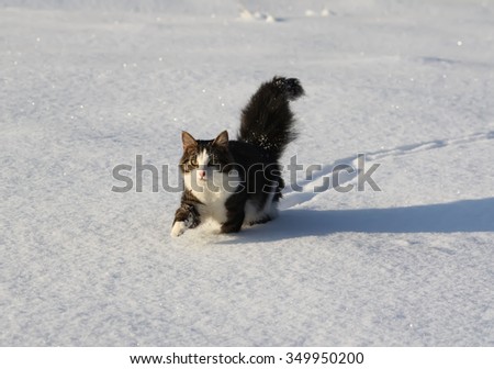 Fluffy cat running on the snow in winter day