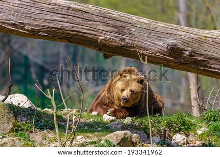 bear relaxed in the sun/bear/wildlife