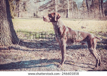 German shorthaired pointer - Gun dog
