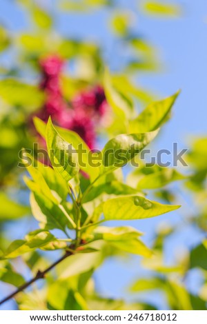 Freshness green lilac leaves. Shallow focus