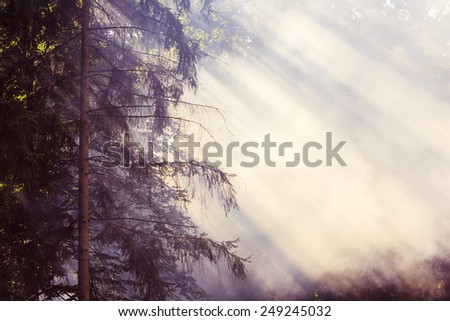 Smoke from a forest fire rises through the trees. Sunlight filters through the haze.