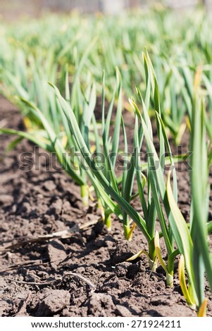 Young green leaves of garlic growing in the ground. Farm vegetable