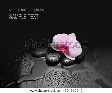 black stones and orchid with water drops