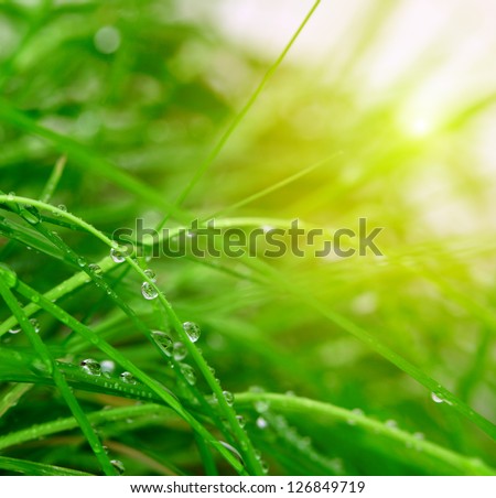 Soft Green Grass Background