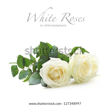 three white roses isolated on white