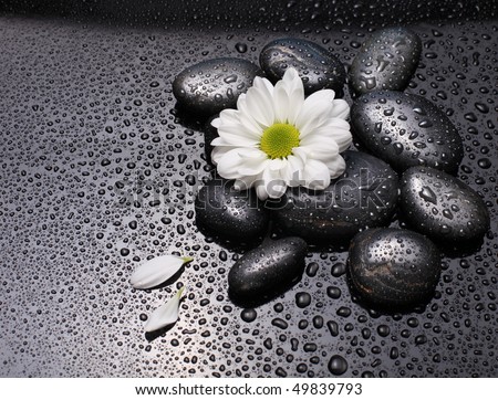 black stones and white camomile flower with water drops