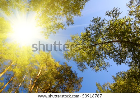 summer forest and sun rays