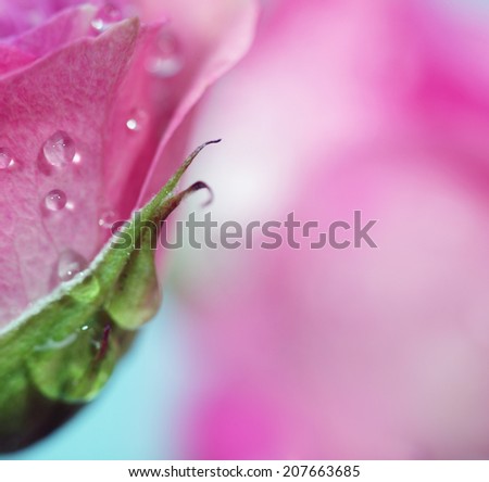 Soft focus rose flower background. Made with lens-baby and macro-lens.