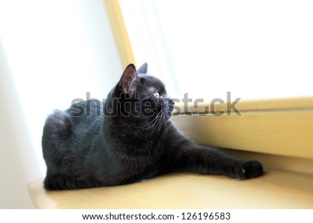 Black cat resting on a wooden windowsill in the house