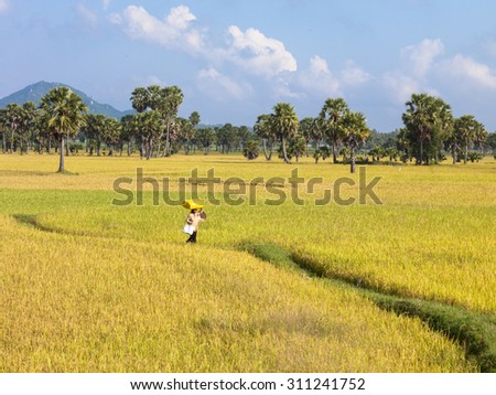 CHAU DOC, AN GIANG, VIETNAM. NOVEMBER 9, 2014. A view of rice field with palm tree in mekong delta province in harvest season. CHAU DOC, AN GIANG, VIETNAM. NOVEMBER 9, 2014