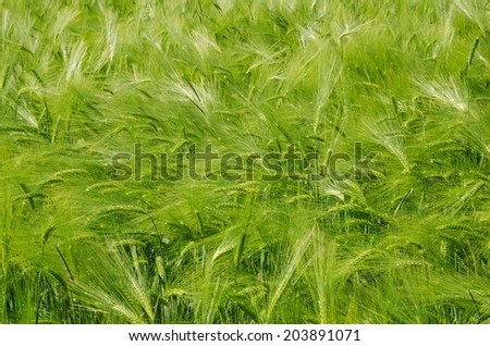 This field of green barley seemed to compose a abstract painting. I took this picture in central France.