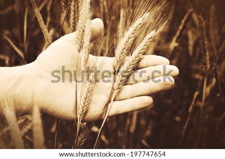 Wheat in hands. Male hands holding wheat stems.