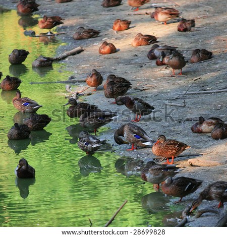Nature, Birds - a lot of wild ducks near the lake