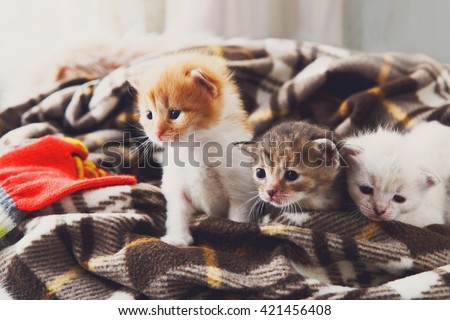 Kittens and mittens. White, Red and grey newborn kittens in a plaid blanket. Sweet adorable tiny kittens on a serenity blue wood play with cat toy and mittens. Funny kittens crawling and meowing