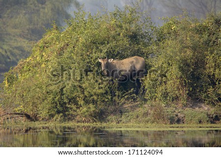 A male Nilgai (blue bull) chewing and relaxing amongst the small trees near water