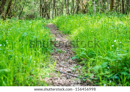 close up of a woodland path