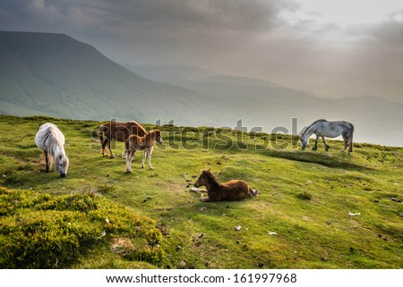 Horses grazing on the Black Mountains.