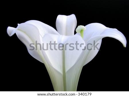 clip art easter lily. stock photo : Easter