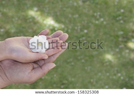 Close-up of a little girls hand and her fathers hand on top of each other holding a cherry blossom