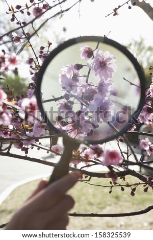 Close up of hand holding magnifying glass over cherry blossom