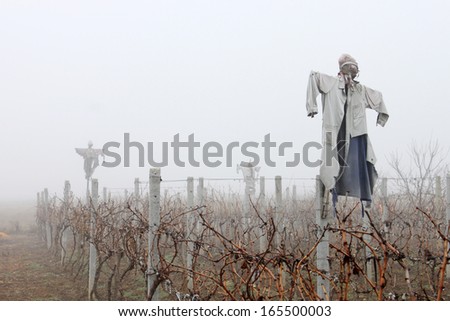 Ugly scarecrows dressed with old clothes standing in a dry vineyard in a foggy weather.