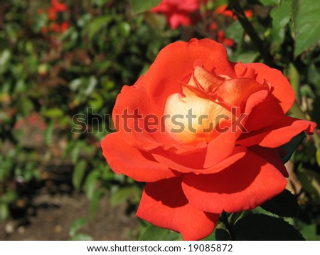 Hybrid Tea Rose in Botanical Garden in Hershey, PA