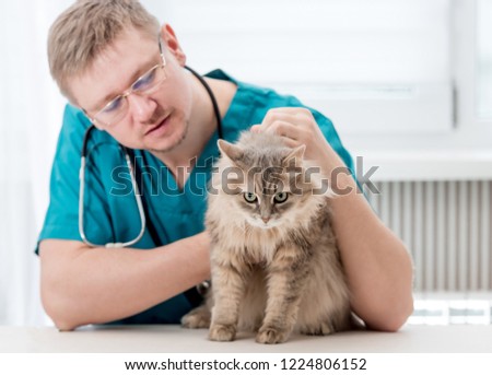 Veterinarian checking up grey cat at veterinary office. Veterinary doctor regular check-up for a cat. Pet healthcare concept