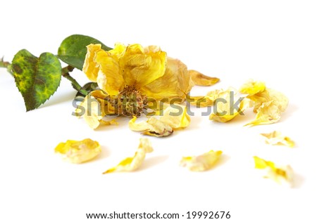 dead yellow rose