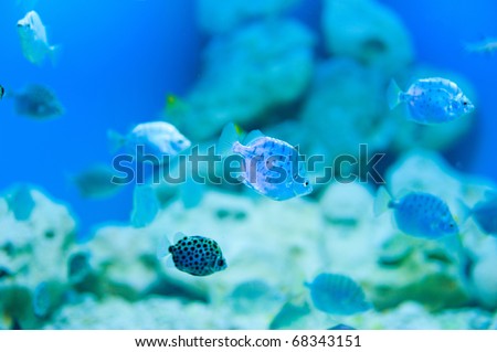 fish in aquarium  saltwater world