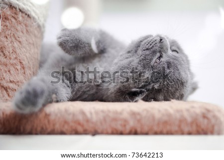 pedigree chartreux grey kitten