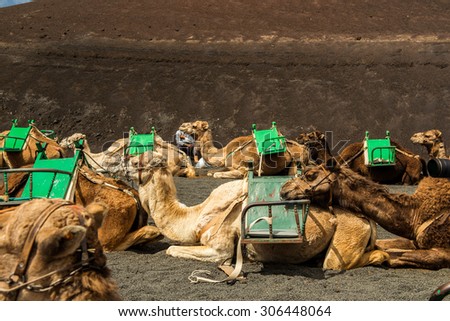 Caravan of camels in the desert on Lanzarote in the Canary Islands. Spain