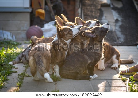 A group of little Cardigan Welsh Corgi Puppies